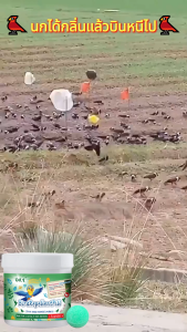 🐦100% ได้ผล🐦 ไไล่นก ก้อนไล่นก ยาไล่นก ทำจากสารสกัดธรรมชาติ ขับไล่นกต่างๆ ยาเบื่อ นกพิราบ ยากำจัดนกพิราบ
