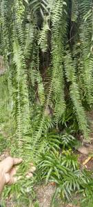 เฟิร์นใบมะขามใบสวยก้านยาวชุด10ต้นถอน