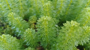 Limnophila Sesiliflora 小宝塔-Emerge水上叶/Aquatic plant/Tumbuhan Akuatik