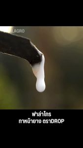 ทาหน้ายาง ฟาราโกร 1 ลิตร 1 แถม1 เพิ่มน้ำยาง เพิ่มเปอร์เซ็นต์ยาง สมานเปลือกใหม่ได้เร็ว ไม่มีสารเร่ง ยับยั้งเชื้อรา ต้านทานโรคเส้นดำ ตายนึ่ง