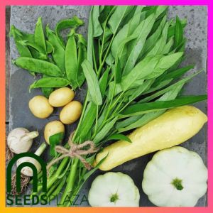 SeedsPLAZA™ - Kangkong Seeds for Planting Vegetable Plants (50 Seed) + Instructions for Ling-Ling Water Spinach F1