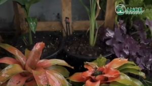 (แพ็ค 100 ตัว) มินิสปริงเกลอร์ ใบ D (ข้อต่อในตัว) ไชโยสปริงเกอร์ รุ่น 321-D1 ขนาด 5/7 มม.