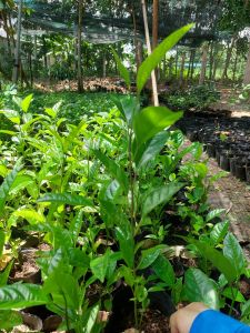 Cây chanh giây vàng hương ổi cao 30-50cm (cây giống)