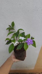 ดอกพุดสามสี หรือ ดอกสามราศรี ดอกไม้กลิ่นหอม สายงาม ความหมายดี ดอกไม้มงคล ประดับบ้านสวยงามเป็นมงคลนำมาซึ่งความสุขและโชคลาภ