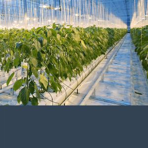 6kg/12kg Waterproof Air Humidifier เครื่องเพิ่มความชื้นอุตสาหกรรมขนาดใหญ่เครื่องพ่นไอน้ำ เครื่องพ่นหมอก เครื่องทำความชื้