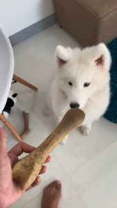 All Stages Adult Puppy Gnawlers Bone All Natural Dog Treats Dog Food Dog Snacks