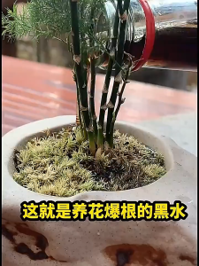 5Packs Acidic Soil Fix Soil Activator Root Growth Enhancer Crop Yield Booster For Plantation