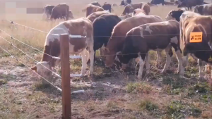 Electric Animals Fence Energiser Waterproof Fence Tool High Power Pulse Preventing Wild Animals