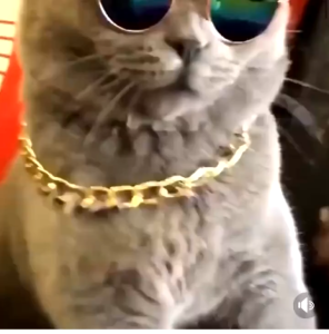 แว่นตาสัตว์เลี้ยง แว่นหมา แว่นแมว