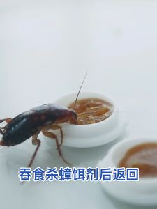 จัดส่งจากกรุงเทพฯ 8 เม็ด/กล่อง ยาฆ่าแมลงสาบ ยาฆ่าแมลงสาบ ติดเชื้อ1ตัว ตายทั้งรัง กำจัดแมลงสาบ ยากำจัดแมลงสาบ อัตราการฆ่า100%