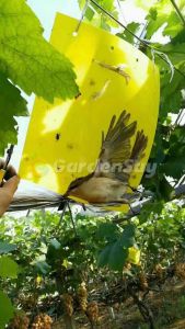 100 ใบ แผ่นกาวดักแมลง (สีเหลือง) กาวดักแมลงวัน มีกาวในตัว มีให้เลือกหลายขนาด  กับดักแมลงกินผัก แมลงทำลายผลผลิต ดักแมลงศัตรูพืช กาวดัก