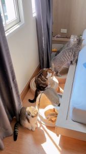 ผลิตภัณฑ์ iPet ทำซ้ำในการสะอาดเสริมสวยใบ ขนาด 500 มล ใช้เทคนิคการกระจายและการกำจัดกลิ่น ไม่ใช่กลบกลิ่น แต่ไม่พึงประสงค์