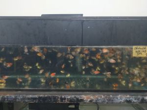 ikan mas koki Oranda kaliko