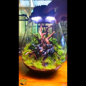 BSFH Cloud Fog Series Smart Eco Terrarium Bottle(碧水风和云雾系列智能生态仓生态瓶)