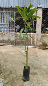 Cây Giống Xoài Tứ Quý - Cho Trái 4 Mùa - Trái To Ngọt Ngon - Dễ Trống - Cây Giống Vân Anh