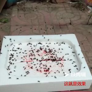 กำจัดแมลงวัน ที่ไล่ แมลงวัน ไล่ 1 กล่อง 25 แพ็ค ที่ดักแมลงวัน ดักแมลงวัน ยาฆ่าแมลงวัน ฆ่าแมลงวัน ได้ผลดีมาก