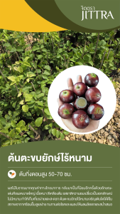 จิตตรา ต้นพันธุ์ตะขบยักษ์ไร้หนาม กิ่งตอนสูง 50-70 ซม. โตไวให้ผลเร็ว พร้อมส่ง เคลมฟรี ต้นพันธุ์ผลไม้ ต้นเตี้ย ผลดก