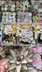 Sen Đá chim xanh  size bầu 5-7 cm cây già khỏe