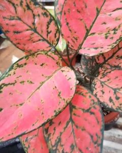 Aglonema Lady Valentine ASLI Cantik Banget