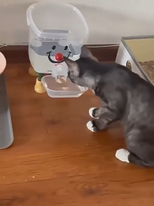 3L Pet Water Dispenser-Fed Feeder Large Capacity Cat Dog Water Fountain Shop 1