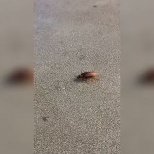 เจลกำจัดแมลงสาบ แบลททาเน็กซ์ 12 กรัม (แพ็ก 12) - เจล