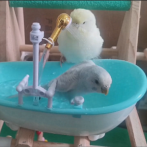 Internet Celebrity Artificial Basin Toy Electric Electric Water Spray Bathtub Bird Parrot Bath Pool Bathroom