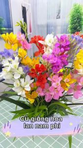 Củ hoa lan nam phi mix màu dể trồng-tự chọn sản phẩm