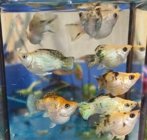 อาหารปลาบอลลูน*ปลาบอลลูนลิปมันทอง