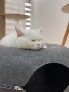 AP AIMAYAPET Cat Tunnel Play Cat Toy Indoor Pet Interactive Toy Cats Bed Kitten Training Donuts House Felt Cat Nest Removable with Zipper Pets Accessories