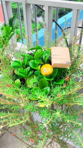 Máy Niệm Phật CY101 – Người bạn đồng hành tinh thần mang lại sự an lạc mỗi ngày. 🌼