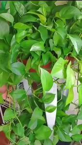 Plant Climbing Wall Self-Adhesive Fixed Buckle Hook Fastener Tied Fixture Vine Buckle Hook Garden Plant Wall Climbing Vine Clips