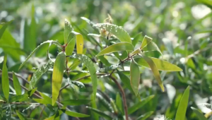 Minyak Cap Lang Minyak Kayu Putih 1 Botol 120 ml