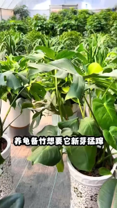 艾尚棵 龟背竹营养粒 Monstera Plant Fertilizer Baja Pokok Monstera Baja 龟背竹专用肥 园艺肥料 有机肥 养花专用肥 缓释肥 化肥 绿叶