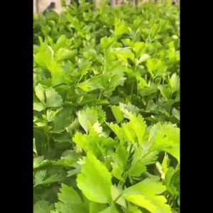 CHIATAI 🇹🇭 ผักซอง O140#ชูนฉาย ซองประมาณ 4400 เมล็ด เมล็ดพันธุ์ผัก เมล็ดผัก เมล็ดพืช ผักสวนครัว