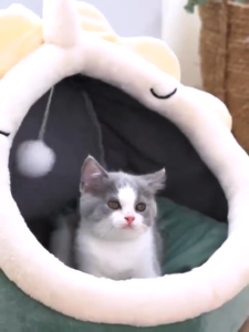 🔥 สินค้าพร้อมส่ง 🐱  ถ้ำแมว 、 เตียงสัตว์เลี้ยง เตียงแมวที่อบอุ่น รังแมวกึ่งปิด เตียงนอนนุ่มสบาย มีหลายขนาดให้เลือก