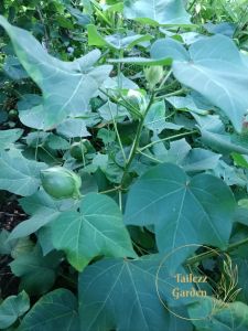 30 BIJI BENIH POKOK COTTON KAPAS MALAYSIAHOME PLANT COTTON SEED GOSSYPIUM HERBACEUM TREE PLANT