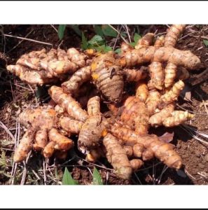 Nghệ đỏ 10 củ làm giống