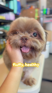 Shiny Healthy Fluffy Coat 2-in-1 Pet Shampoo & Conditioner with 5 Natural Oils for Dogs and Cats 250ml - DUO Package