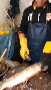 Máy đánh vảy cá cầm tay chạy bằng điện sử dụng bộ chuyển đổi 24V chống nước 100% an toàn khi sử sụng