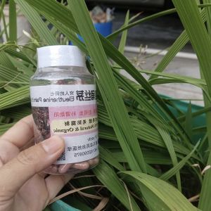 独脚丝茅】Bawang Merah Dayak/Halal (organic /有机&天然)0号100粒/capsules
