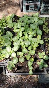 Chậu nhựa espica cây ấm kiếm lá gấm mini làm tiểu cảnh terrarium bán cạn.