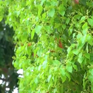 Coolshotnew Digital Camera 48MP Camera For Photography 4K Camera For Vlogging 16X Digital Zoom Retro Camera With AF