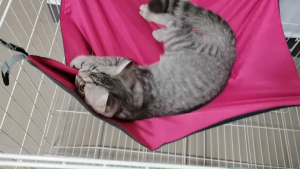 เปลญวนกรงสัตว์เลี้ยง เปลญวนสัตว์เลี้ยง เปลญวนแมว ผ้าห่มเปล เหมาะสำหรับทุกฤดูกาล