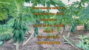 เมล็ดพันธุ์ มะละกอแขกนวลดำเนิน ขนาด50 กรัม ประมาณ 2500 เมล็ด