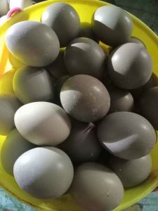 10 trứng chim trĩ về ăn