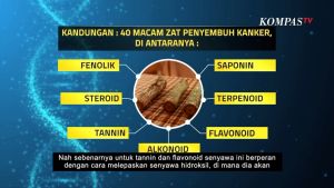 TEH BAJAKAH PREMIUM KALIMANTAN HERBAL