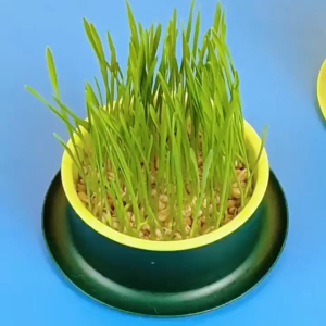 Cat Grass Seeds Natural Wheat Grass Seeds for Cat Hairball Relief Easy Grow Pet Cat Grass Seed