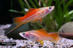 Pineapple Swordtail/Ornamental fish/Freshwater/Readystock
