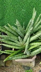 Sansevieria Cylindrica  Snake Plant .OFFER Buy big free small