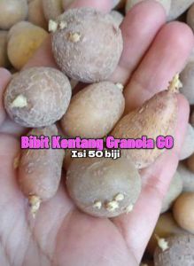 Bibit Kentang Granola GO hasil budidaya Mekartani super kualitas bibit